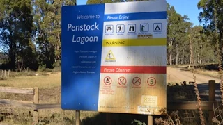 Penstock Lagoon Campground Free Camping Penstock Fly Fishing Tassie