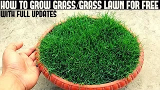 How To Grow Grass At Home For Free (With Full Updates)