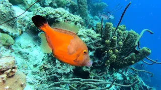 Scuba diving in the Caribbean 2021  77 dives 2 hour underwater relaxation video in 4k