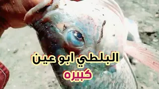 خش شوف البلطي ابو عين كبيره بالغله والسيلفر الجامبو tilapia fishing