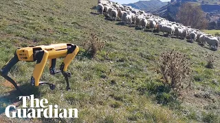 How a robotic dog is herding sheep in New Zealand