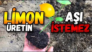 Easy Lemon Seedling Production | No Graft Needed!