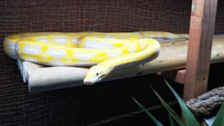 Super Dwarf Lavender Tiger Albino Netzpython