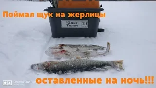 Щуки на жерлицы оставленные на ночь