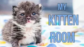 Sneak Peek Inside My Kitten Nursery!