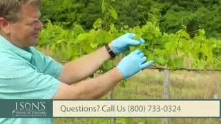 Ison's Nursery's How To Train Muscadine Vines Down The Wire