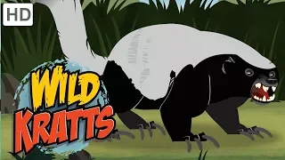 Wild Kratts - Look-Alikes! | Kids Videos