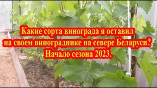 Какие сорта винограда я оставил на своем винограднике на севере Беларуси? Начало сезона 2023.
