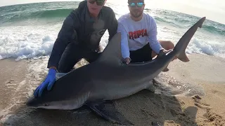 Massachusetts Shark Fishing: Catching A Giant Brown Shark From The Beach! (4K)