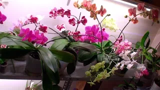 СОЧНОЕ ЦВЕТЕНИЕ ОРХИДЕЙ ЗИМОЙ // подсветка и полив орхидей