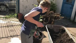 Container planting with a Magnolia Tree