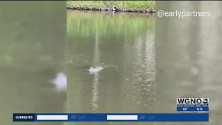 What is the mysterious creature swimming in lagoons at New Orleans City Park?