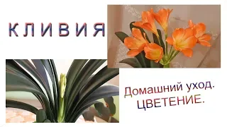 Clivia. Home care and bloom