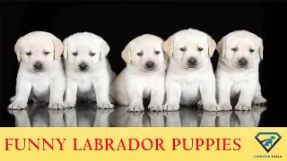 Funny Labrador Puppies Compilation, Part 2   By Labrador World