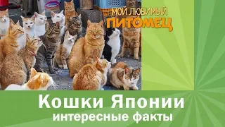 Кошки Японии. Интересные факты