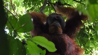 Sumatran orangutan building a nest for a nap