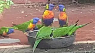 Invaded by crazy little lorikeets!!