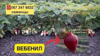 Клубника🍓Вебенил - среднепоздний сорт с красивыми ягодами отменного вкуса и высокой урожайностью!