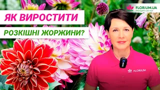 ЖОРЖИНИ | Як виростити ефектні квіти?  Посадка та догляд│Florium.ua