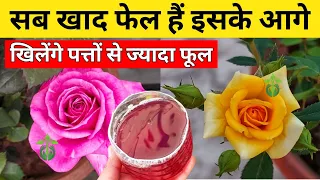 Rose plant care.Rose plant growing tips.Best  fertilizer for rose.How to get maximum flowers on rose