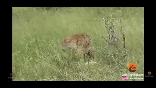 Half eaten impala  tries escaping from HYENA!!!