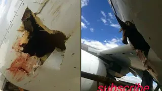 airplane bird crash