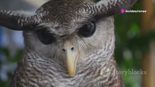 Owl Wisdom:  Fun Facts and Moral Stories