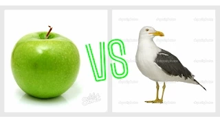 Прикол.Чайка ест яблоко/Funny video)