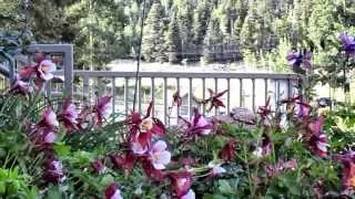 The Gardens of Edelweiss Lodge & Spa