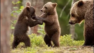 Ох и СТРАННЫЕ бывают медведи! И у медвежат бывают НЯНЬКИ!