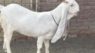 Гулаби. Пакистанские козы.