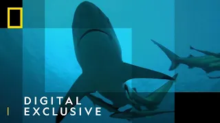 Bull Shark and Blacktip Shark Attack | Sharkfest  | National Geographic Wild UK