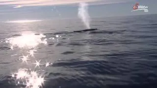 Die Buckelwale - Wanderer der Weltmeere Teil 1