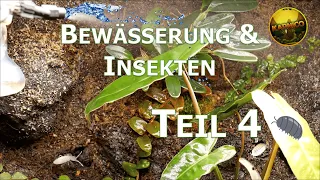 Episches Tropenterrarium Teil 4: Tropische Asseln, Springschwänze, Beregnung und Entwässerung