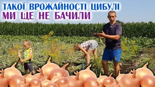 Все буде🇺🇦 Оце так ЦИБУЛЯКА вродила! Збираємо врожай цибулі. Технологія просушки на горищі.