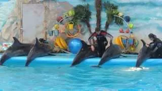 Дельфинарий, Минск танцующие дельфины!!!