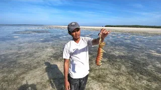 Explore a Desert Island and Share Wow to Hunt Giant Mantis Shrimp