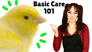 Canary Care 101 | How to Care For Domestic Canary Birds | Essential Care Tips