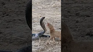 Mongoose and Black Cobra Snake spotted fighting in the forest(part2) #snakevsmongoose#cobra#wildlife