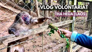 Je deviens gérante d’un refuge pour animaux sauvages au Laos - Vlog volontariat