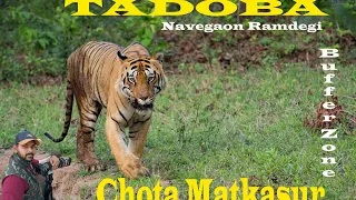 Fearless Tiger: Chota Matkasur's Bold Walk near Gypsy in Tadoba Andhari's Navegaon Ramdegi.