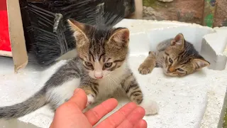 Homeless Kitten and her family thank you for love and food