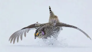 Sage Grouse: Icon of the West Exhibit Opening Webinar