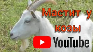 Мастит у коз , как узнать