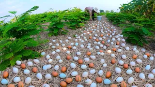 TOP VIDEO! a smart farmer pick a lots eggs duck in under straw by hand / Top Farmer