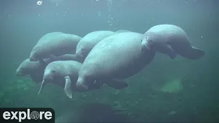 Underwater Manatee-Cam at Blue Spring State Park powered by EXPLORE.org