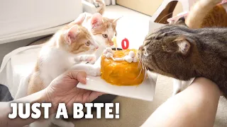 LuLu Stole a Bite of Cake! | Kittisaurus