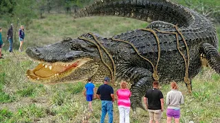 दुनिया के सबसे बड़े मगरमच्छ | The Largest Crocodiles in the World