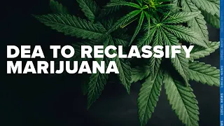 Cannabis industry reacts after DEA decision to reclassify marijuana