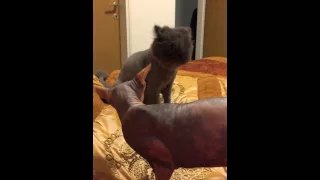 Sphinx cat vs attack Persian